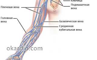 Почему на руках выступают вены